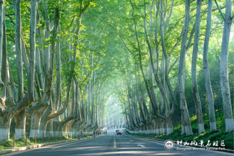 2025南京旅游必去景点攻略 六大经典打卡地推荐！”